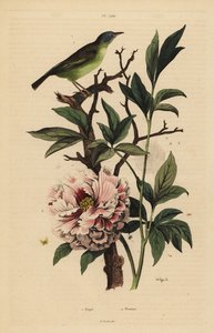 Kékfejű fantail, Rhipidura cyaniceps 1 és bazsarózsa, Paeonia suffruticosa 2 alkotó: Unbekannt