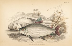 Bocachico vagy koulimata, Prochilodus rubrotaeniatus (Halvány vörös csíkos lazac ponty, Prochilodus rubro-taeniatus). W.H. Lizars kézi színezésű acélmetszete James Stewart illusztrációja után Robert Schomburg Fishes of Guiana című művéből, a Sir Willia alkotó: Unbekannter Künstler