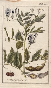 Növénytani megnevezése: Vicia faba, virágos, leveles és hüvelyes babnövény. Kézzel színezett rézmetszet B. Thanner rajzáról Johannes Zorn "Icons plantarum medicinalium" című művéből, Németország. alkotó: Unbekannter Künstler