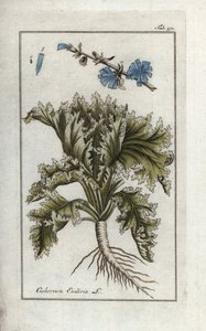 Növénytani: Endívia, Cichorium endivia. Kézi rézmetszetű botanikai metszet Johannes Zorn "Afbeelding der Artseny-Gewassen" című művéből, Jan Christiaan Sepp, Amszterdam. alkotó: Unbekannter Künstler