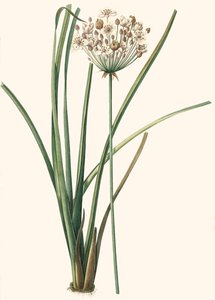 Botanikai illusztráció/Rdoute/Butomus umbellatus/Umbelly Butome/Flower Bangle alkotó: Unbekannt