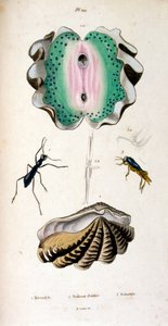 F. E. Guérin botanikai és zoológiai illusztrációja. A Dictionnaire pittoresque d