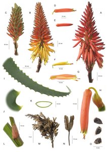 Botanikai tábla/Aloe arborescens/Aloe arborescent alkotó: Unbekannt