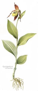 Botanikai tábla/Cypripedium calceolus/Vénusz patája alkotó: Unbekannt