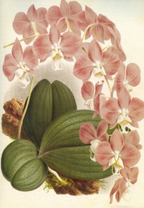 Botanikai tábla/Phalaenopsis sanderiana/Lindenia alkotó: Unbekannt