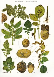 Botanikai tábla / Burgonyabetegségek / Solanum tuberosum alkotó: Unbekannt