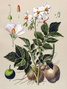 Botanikai tábla, Burgonya növény, burgonya (Solanum tuberosum)