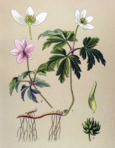 Botanikai tábla. Venenos (mérgező) és gyógynövény: Anemone sylvie vagy Erdei kökörcsin (Anemone nemorosa) alkotó: Unbekannter Künstler