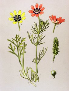 Botanikai tábla. Venenos (mérgező) és gyógynövény: Nyári Adonis (Adonis aestivalis) alkotó: Unbekannter Künstler