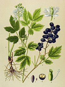 Botanikai tábla. Venenos (mérgező) és gyógynövény: Nyári Adonis (Adonis aestivalis) alkotó: Unbekannter Künstler