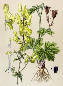 Botanikai tábla. Venenos (mérgező) és gyógynövény: Farkasölő vagy farkasölő (Aconitum lycoctonum) alkotó: Unbekannter Künstler