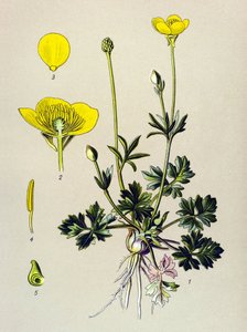 Botanikai tábla. Venenos növény (mérgező): hagymás boglárka vagy aranyrügy (Ranunculus bulbosus) alkotó: Unbekannter Künstler