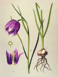 Botanikai tábla. Venenos növény (mérgező): gyöngytyúk vagy „gyöngytyúk” (Fritillaria meleagris) alkotó: Unbekannter Künstler
