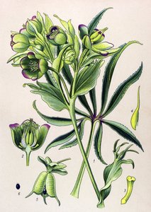 Botanikai tábla. Mérgező növény (mérgező): hunyor fetida vagy hellebore fetida (Helleborus foetidus) alkotó: Unbekannter Künstler