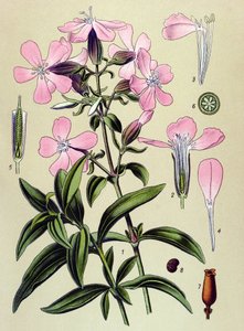 Botanikai tábla. Venezus (mérgező) és gyógynövény: Saponaria officinalis (Saponaria officinalis) alkotó: Unbekannter Künstler
