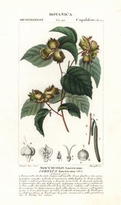 Botanikai tábla: mogyoró és mogyoró - Amerikai mogyoró, Corylus americana, Észak-Amerikában őshonos. Kézzel színezett rézmetszetű stipple-metszet Jussieu "Természettudományi szótár" című, 1837-es művéből. Stanghi metszete, rajzolta Pierre Jean-Francois T alkotó: Unbekannter Künstler