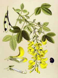Botanikai tábla, növény: Közönséges cytitis vagy hamis ébenfa (Cytisus Laburnum) alkotó: Unbekannter Künstler