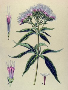 Botanikai tábla, növény: Kenderlevelű eupatorium (Eupatorium cannabinum) alkotó: Unbekannter Künstler