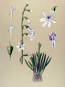Botanikai tábla, növény: Lobelia (Lobelia dortmanna) alkotó: Unbekannter Künstler