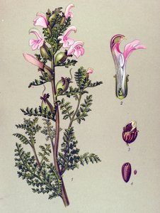 Botanikai tábla, növény: Mocsári pedikuláris (Pedicularis palustris) alkotó: Unbekannter Künstler
