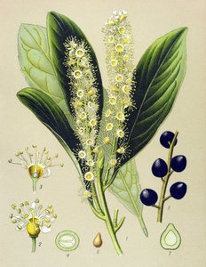 Botanikai tábla, növény: cseresznye öböl (Prunus Laurocerasus) alkotó: Unbekannter Künstler