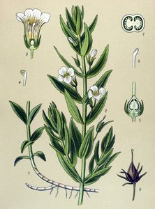 Botanikai deszka, növény: a gratiole officinale (Gratiola officinalis) alkotó: Unbekannter Künstler