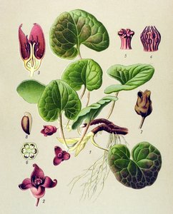 Botanikai tábla, mérgező és gyógynövény: Európa Asaret (Asarum europaeum) alkotó: Unbekannter Künstler