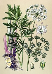 Botanikai tábla, vénás (mérgező) és gyógynövény: Vízi bürök (Cicuta virosa). alkotó: Unbekannter Künstler
