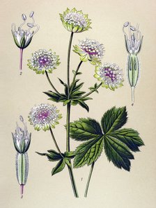 Botanikai tábla, vénás (mérgező) és gyógynövény: nagy asztrance (Astrantia major)