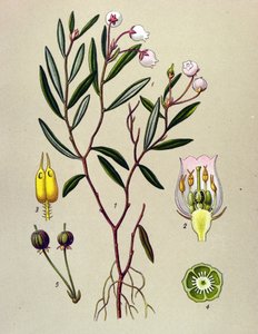 Botanikai tábla, mérgező növény (mérgező): Az Andromedának polónium levelei vannak (Andromeda polifolia) alkotó: Unbekannter Künstler