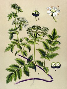 Botanikai tábla, erdei növény (mérgező): Berle (Berula angustifolia) alkotó: Unbekannter Künstler