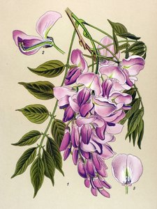 Botanikai tábla, mérgező növény (mérgező): kínai glicin (Wisteria chinensis) alkotó: Unbekannter Künstler