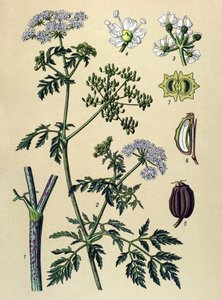 Botanikai tábla, erdei növény (mérgező): vérfű (Conium maculatum) alkotó: Unbekannter Künstler