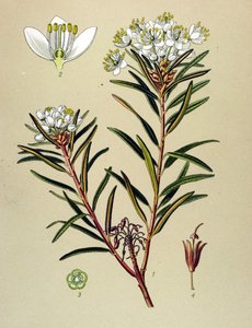 Botanikai tábla, erdei növény (mérgező): Marsh Ledon (Ledum palustre) alkotó: Unbekannter Künstler