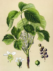 Botanikai tábla, erdei növény (mérgező): hegymászó szömörce (Rhus toxicodendron) alkotó: Unbekannter Künstler