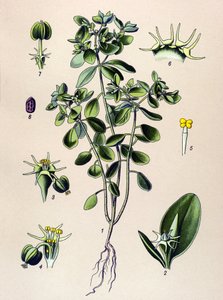 Botanikai tábla, erdei növény (mérgező): euphorbia esule vagy euphorbia acre alkotó: Unbekannter Künstler