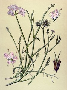 Botanikai tábla, erdei növény (mérgező): sipoly (Oenanthe fistulosa) alkotó: Unbekannter Künstler