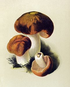 Botanikai tábla mérgező gombával (mérgező): Russule foetens (Russula foetens) alkotó: Unbekannter Künstler