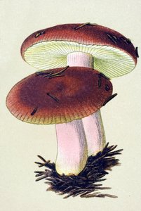 Botanikai tábla mérgező gombával (vénás): Hánytató russule (Russula emetica) alkotó: Unbekannter Künstler