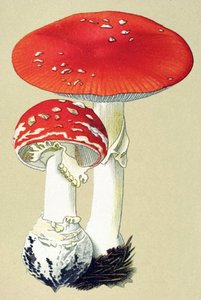 Botanikai tábla mérgező gombával (mérgező): légyalanit (legyölő) vagy hamis narancs (Amanita muscaria) alkotó: Unbekannter Künstler