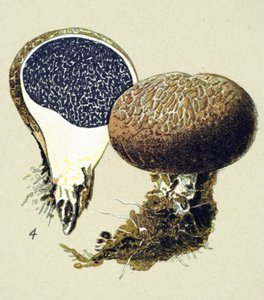 Botanikai tábla mérgező gombával (vénás): vulgáris szkleroderma (Scleroderma vulgare) alkotó: Unbekannter Künstler