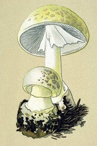 Botanikai tábla mérgező gombával (vénás): falloid amanit (Amanita phalloides) alkotó: Unbekannter Künstler