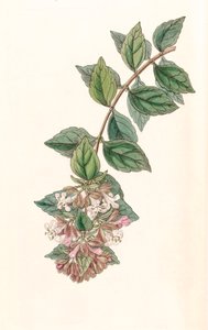 Botanikai illusztráció/Abelia chinensis/Abelia rupestris/Abelia of China/Abelia Rock alkotó: Unbekannt