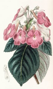 Botanikai illusztráció/Achimenes grandiflora/Achimene nagy virágai alkotó: Unbekannt