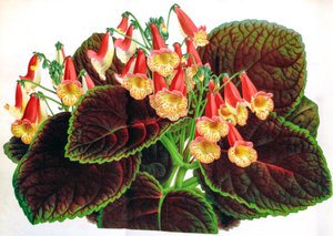 Botanikai illusztráció/Achimenes naegelioides/Achimene alkotó: Unbekannt