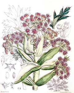 Botanikai illusztráció/Aciphylla latifolia/Anisotome latifolia/Broad Aciphyll alkotó: Unbekannt