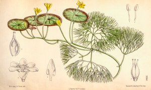Botanikai illusztráció/Cabomba aquatica alkotó: Unbekannt