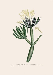 Botanikai illusztráció/Redoubt/Senecio kleinia/Senecon alkotó: William M. Timlin