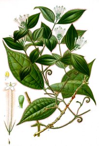 Botanikai illusztráció/Strychnos toxifera/Curare alkotó: Unbekannt