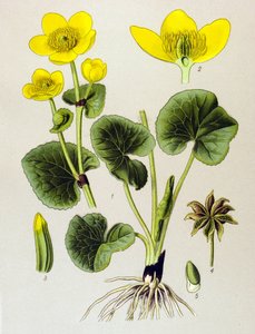 Botanikai deszka. Venenos növény (mérgező): mocsári populáció (Caltha palustris) alkotó: Unbekannter Künstler
